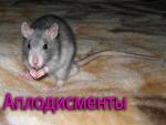 Декоративные крысы фото