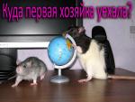 Декоративные крысы фото