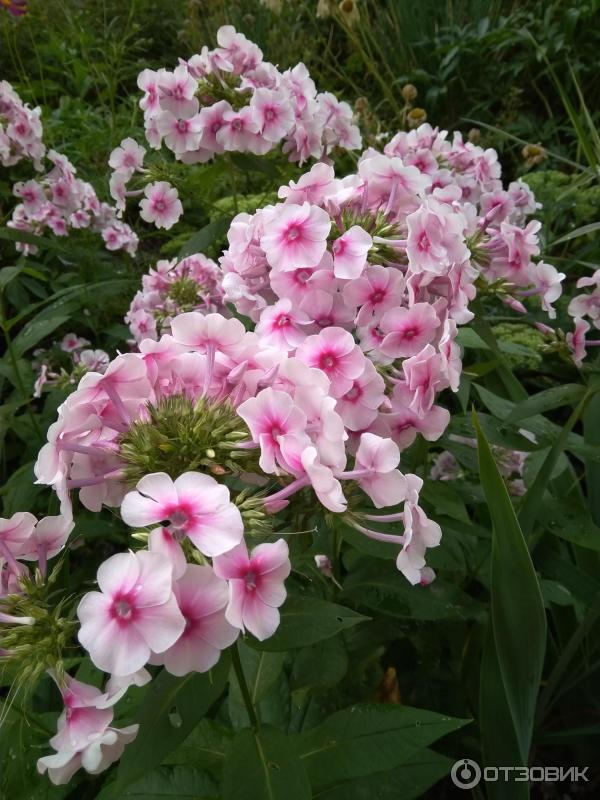 Флокс каприз. Флокс сиреневый каприз. Флоксы семена. Флокс метельчатый капелька. Флокс вечерний радонеж.