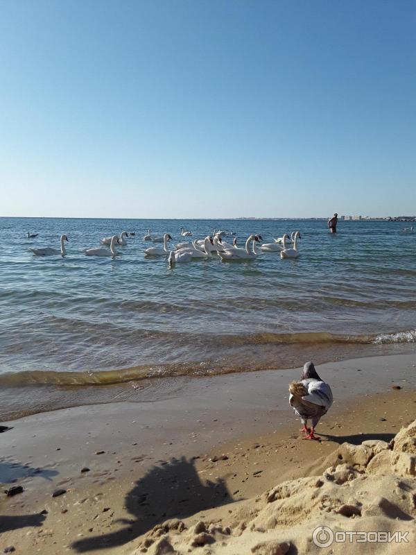 Анапа какой пляж песок или галька. Витязево галечный пляж. Пляжи Анапы песчаные и галечные. Берег в Анапе песок или галька. Витязево песок или галька.