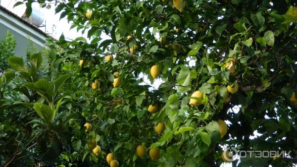 Отдых в поселке Текирова (Турция) фото