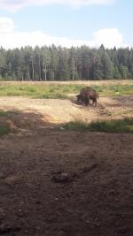 Парк семейного отдыха и экотуризма Зубровник (Россия, Токсово) фото