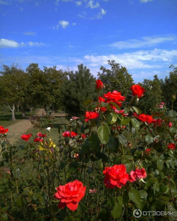 Парк Ореховая Роща В Анапе Фото