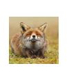 Fox Bite