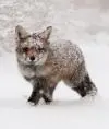 Winter fox