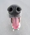Донкий Ход