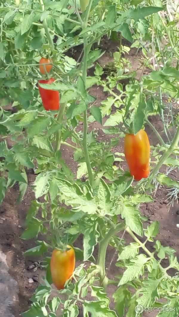 Семена томата Blumen Lungo San Marzano фото