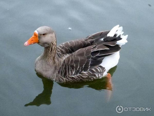 Водоплавающий гусь из Городского Сада