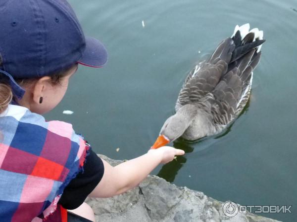 Кормление водоплавающих в Городском Саду