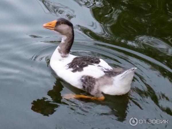 Водоплавающий гусь из Городского Сада