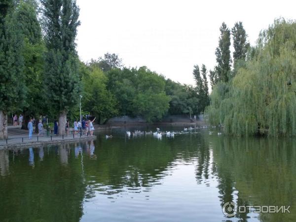 Толпа пернатых водоплавающих плывет ужинать