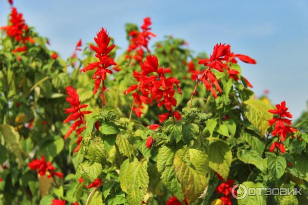 Цифровой зеркальный фотоаппарат Canon EOS 1300D Kit EF-S 18-55 IS II