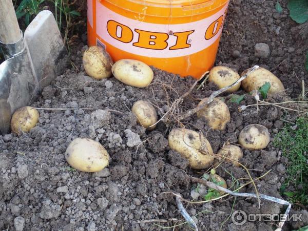Отзыв о Картофель столовый ранний Коломбо | Популярный в России Голландец.