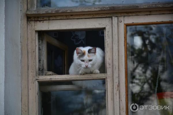 Отдых в г. Великий Новгород (Россия) фото