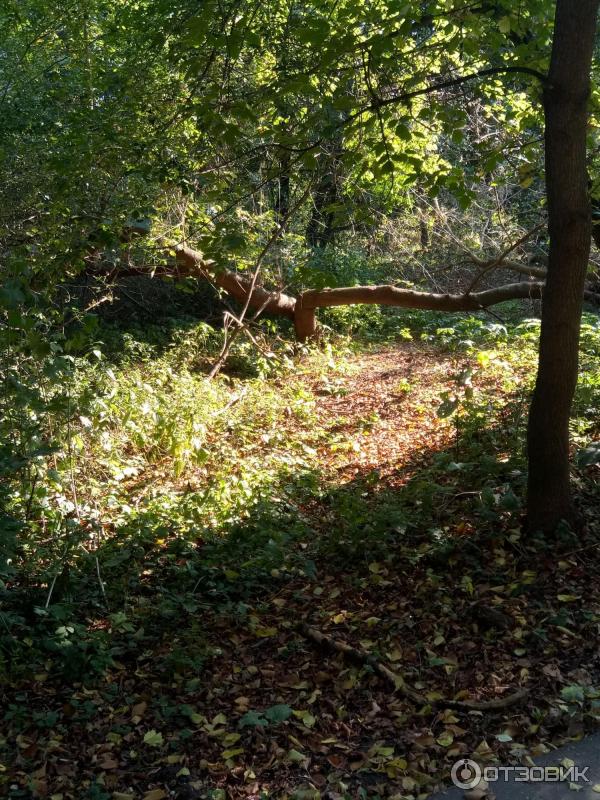 Природно-исторический парк Косинский (Россия, Москва) фото