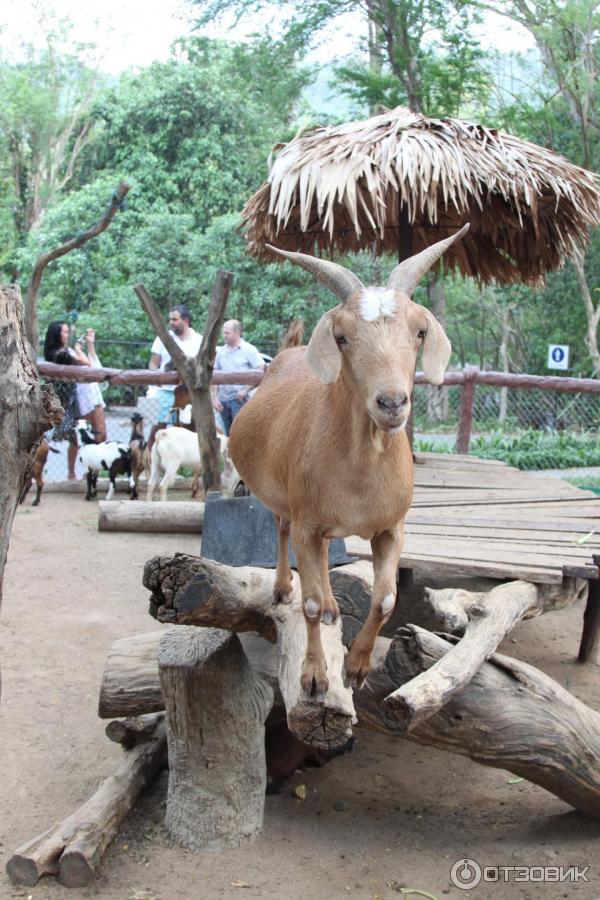 Khao kheow zoo. Кхао Кхео зоопарк. Тайский зоопарк Кхао Кхео животные. Кхао Кхео Паттайя. Khao Kheow open Zoo в Паттайе.