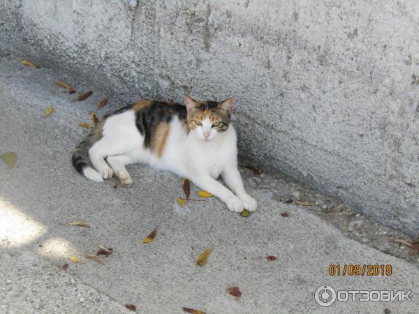 Экскурсия на остров Колочеп (Хорватия) фото