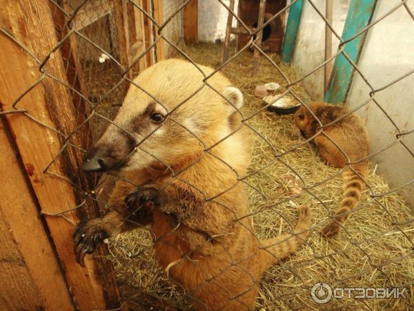 Ленинградский приют. Шадырицы приют Белоснежки. Звероферма «приют Белоснежки».