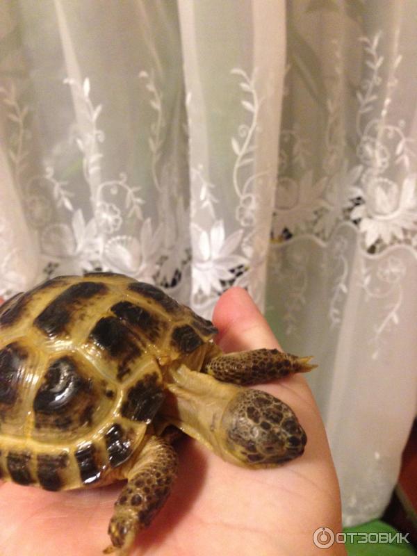 Черепаха сухопутная или водяная. Пол сухопутной черепахи. Среднеазиатская черепаха панцирь. Самка сухопутной черепахи. Как понять что черепаха сухопутная.