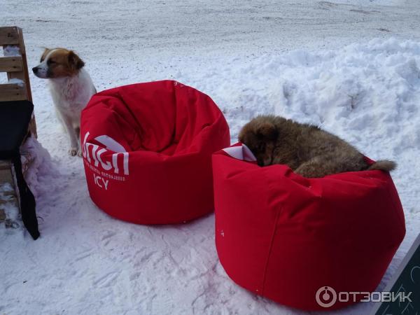 Горнолыжные трассы на горе Кохта в Бакуриани (Грузия, Самцхе-Джавахетия) фото