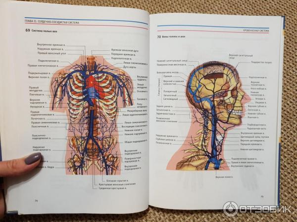 Атлас Анатомии Человека Курепина Воккен Купить