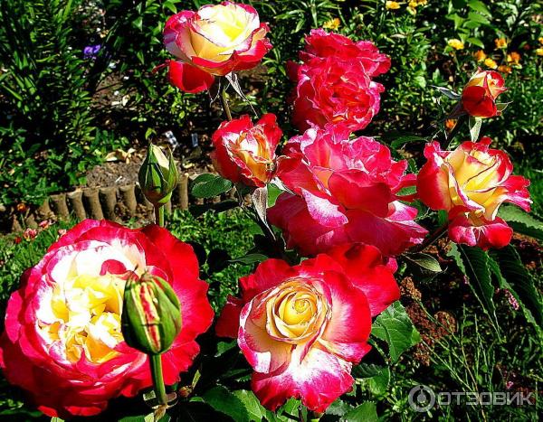 Роза дабл делайт фото и описание Отзыв о Садовое растение роза Double Delight Все достоинства чайно-гибридной роз