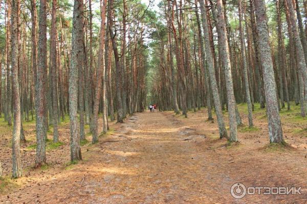 Отдых на Куршской косе (Россия, Калининградская область) фото