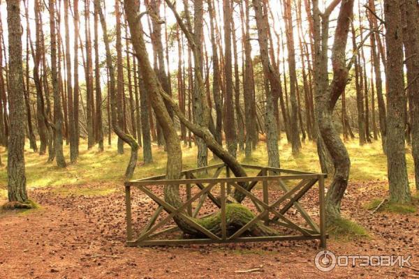 Отдых на Куршской косе (Россия, Калининградская область) фото