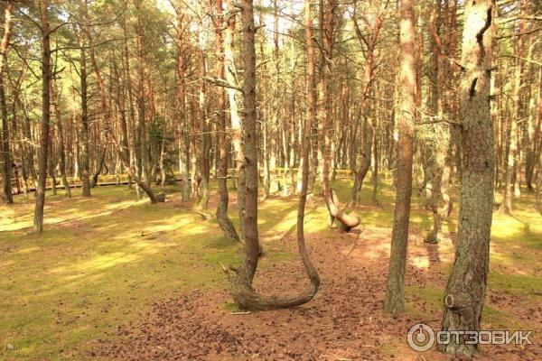 Отдых на Куршской косе (Россия, Калининградская область) фото