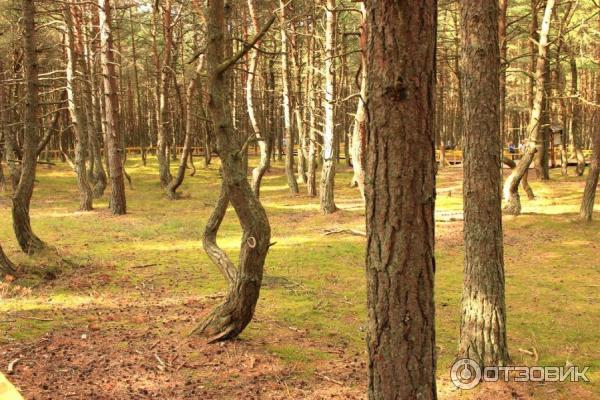 Отдых на Куршской косе (Россия, Калининградская область) фото