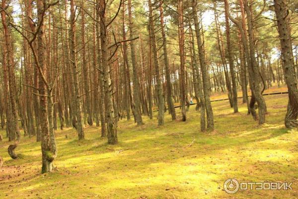 Отдых на Куршской косе (Россия, Калининградская область) фото