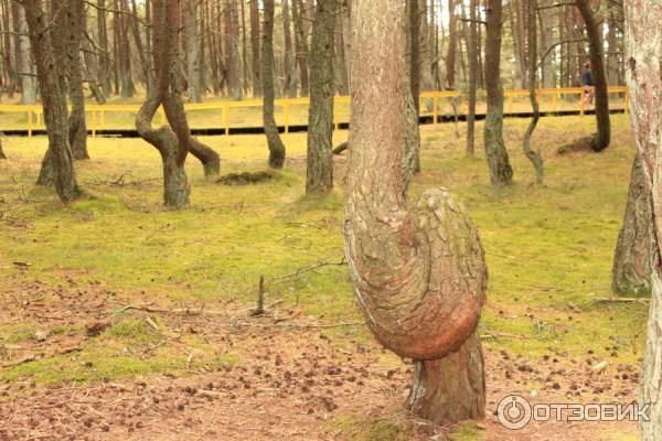 Отдых на Куршской косе (Россия, Калининградская область) фото