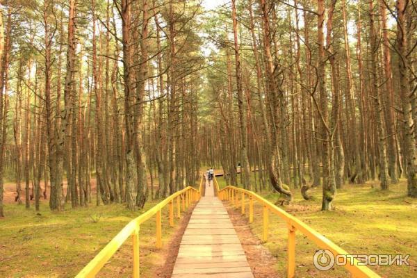 Отдых на Куршской косе (Россия, Калининградская область) фото