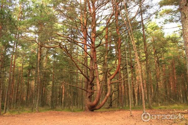 Отдых на Куршской косе (Россия, Калининградская область) фото