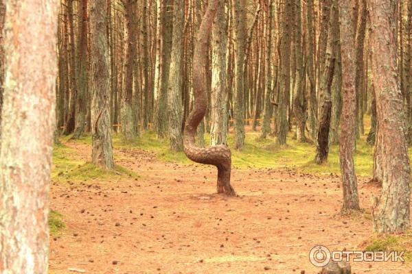 Отдых на Куршской косе (Россия, Калининградская область) фото