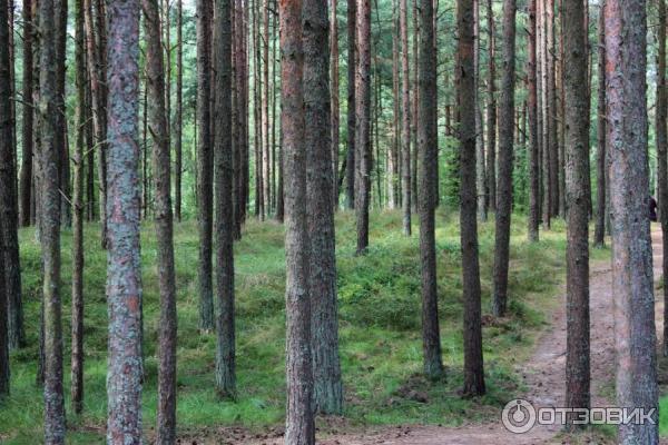 Отдых на Куршской косе (Россия, Калининградская область) фото