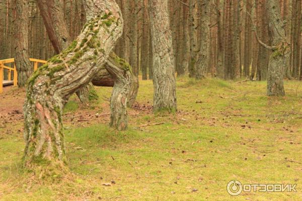 Отдых на Куршской косе (Россия, Калининградская область) фото