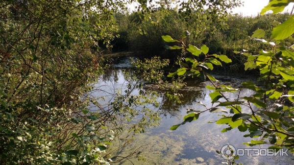 Курорт Миргород (Украина, Миргород) фото