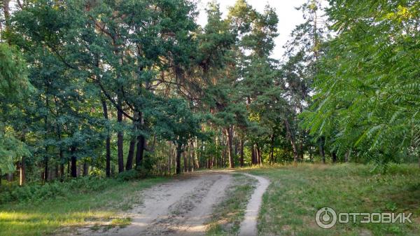 Курорт Миргород (Украина, Миргород) фото