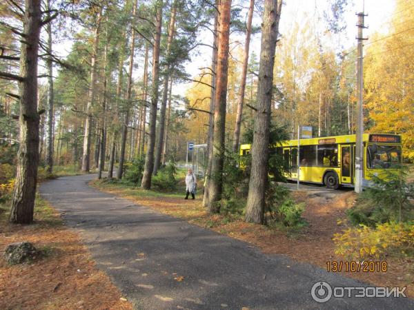 Экологическая тропа в Комарово Комаровский берег (Россия, Ленинградская область) фото