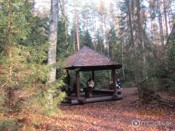 Экологическая тропа в Комарово Комаровский берег (Россия, Ленинградская область) фото