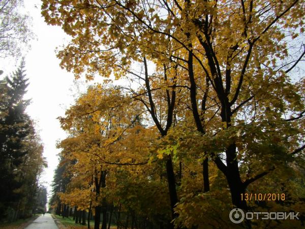 Экологическая тропа в Комарово Комаровский берег (Россия, Ленинградская область) фото