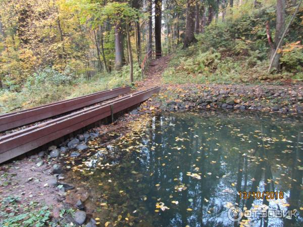 Экологическая тропа в Комарово Комаровский берег (Россия, Ленинградская область) фото