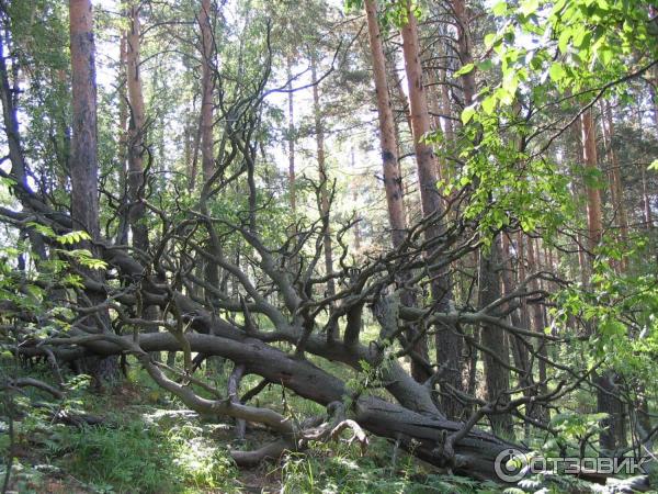 Сплав по реке Белая (Россия, Башкортостан) фото