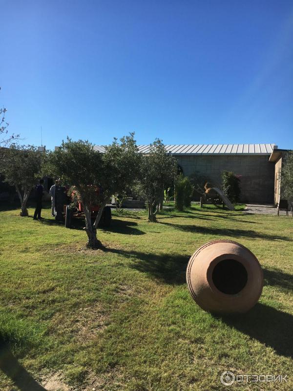 Деревня аногира кипр. Музей оливок кипр. Деревня аногира кипр. Оливковый музей. Оливковый парк кипр.