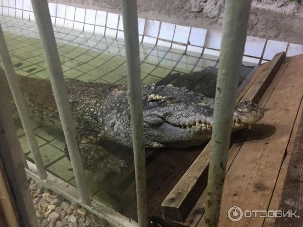 Ростов на дону крокодилы. Крокодил в парке вити черевичкина. Крокодил парк вити черевичкина. Крокодил парк вити черевичкина. Крокодил в батайске.