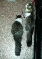 Корм Blitz Adult Cat с мясом индейки фото