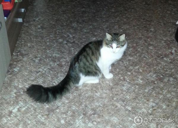Корм Blitz Adult Cat с мясом индейки фото