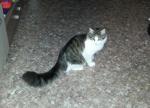 Корм Blitz Adult Cat с мясом индейки фото