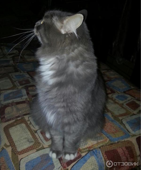 Корм Blitz Adult Cat с мясом индейки фото
